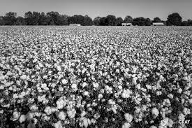 Mississippi Cotton field